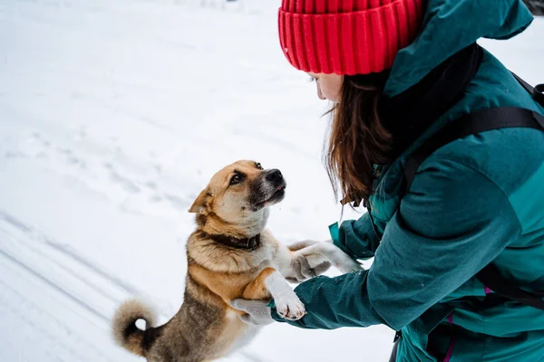 Girl Plays Red Dog Winter Forest Walk Woods Your Pet — Stockfoto