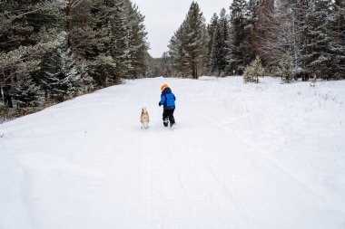 Küçük bir çocuk köpekle birlikte ormanda karla kaplı bir patika boyunca koşar. Temiz havada yürü. Orman bölgesinde hayatta kalmak. Karla kaplı orman manzaraları. Yüksek kalite fotoğraf
