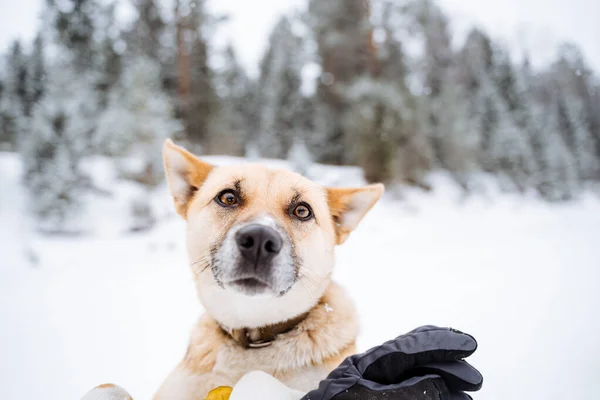 Retrato Perro Rojo Sobre Fondo Bosque Invernal Bokeh Ojos Mascota — Foto de Stock