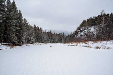 Ormandaki kış manzarası. Karla kaplı bir vadi, yol boyunca koşan bir köpek. Orman donmuş bir nehirle ayrılır. Önümüzde uçsuz bucaksız, kudretli bir orman var. Ağaçların hepsi karda. Yüksek kalite fotoğraf