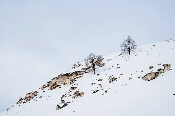 Snow Covered Slope Lonely Trees Incredibly Breathtaking Mountain Scenery Rocky — Stock Photo, Image