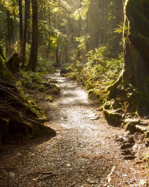 yağmur ormanı yolu