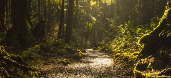 Caminho da floresta tropical — Fotografia de Stock