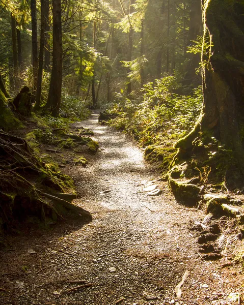 Rainforest ścieżka — Zdjęcie stockowe