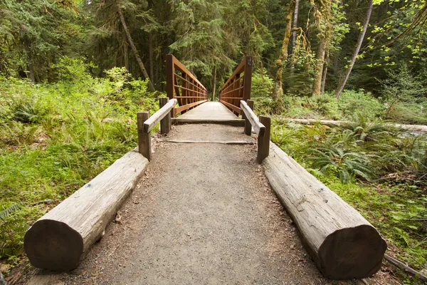 Ponte da Natureza perto de Marymere Falls, Parque Nacional Olímpico — Fotografia de Stock