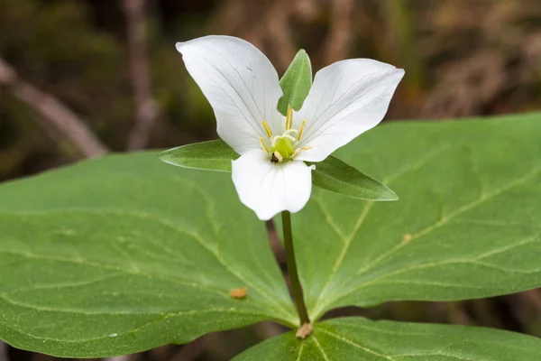 Robin occidentale scia Trillium — стокове фото