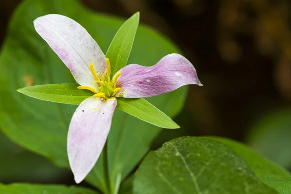 trillium Batı wake robin