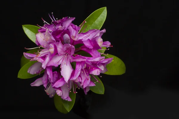 Fuchsia Rhododendron — Stock Photo, Image