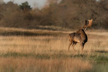 Hollanda 'nın Amsterdamse Waterleidingduinen ormanında çiftleşme mevsiminde erkek Fallow geyiği (Dama dama). Antigua ve Barbuda Ulusal Hayvanları.                                   