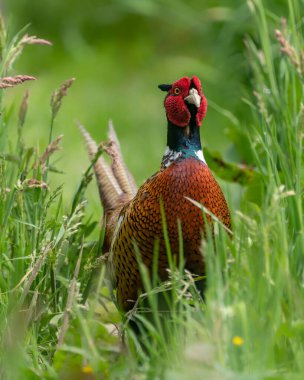 Güzel erkek halka boyunlu sülün (Phasianus colchicus). Hollanda 'daki Gelderland. Yeşil arkaplan.      