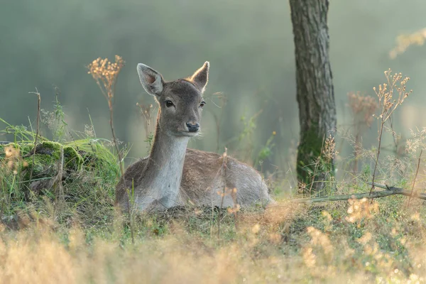 Female Fallow Deer Dama Dama Rutting Season Forest Amsterdamse Waterleidingduinen — Stock Photo, Image