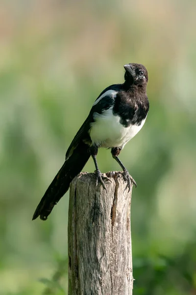 Eurasian Magpie Common Magpie Pica Pica Fence Post Gelderland Netherlands — 图库照片