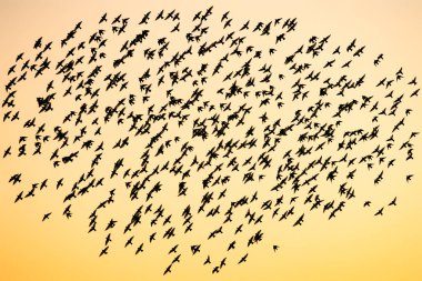 Güzel sığırcık sürüsü. Hollanda 'da sığırcık sürüsü uçuyor. Ocak ve Şubat aylarında, yüz binlerce sığırcık dev bulutlarda toplandı. Sığırcık hırıltıları.