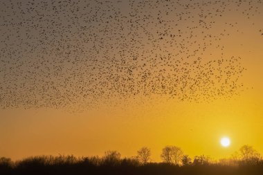 Güzel sığırcık sürüsü. Hollanda 'da sığırcık sürüsü uçuyor. Ocak ve Şubat aylarında, yüz binlerce sığırcık dev bulutlarda toplandı. Sığırcık hırıltıları.