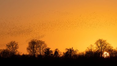 Güzel sığırcık sürüsü. Hollanda 'da sığırcık sürüsü uçuyor. Ocak ve Şubat aylarında, yüz binlerce sığırcık dev bulutlarda toplandı. Sığırcık hırıltıları.