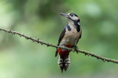 Hollanda 'nın Noord Brabant ormanındaki bir ağaçta Büyük Benekli Ağaçkakan (Dendrocopos major).
