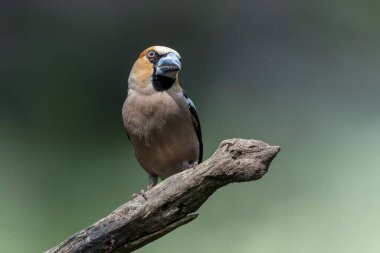 Hollanda 'nın Noord Brabant ormanında bir dalda güzel ispinoz (Coccothraustes coccothraustes).                                                                                                   