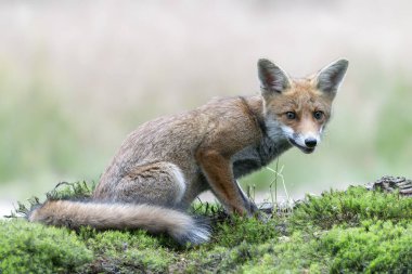      Doğal ortamda güzel kızıl tilki (Vulpes vulpes). Hollanda 'daki Noord Brabant ormanında..                                                                                                                      