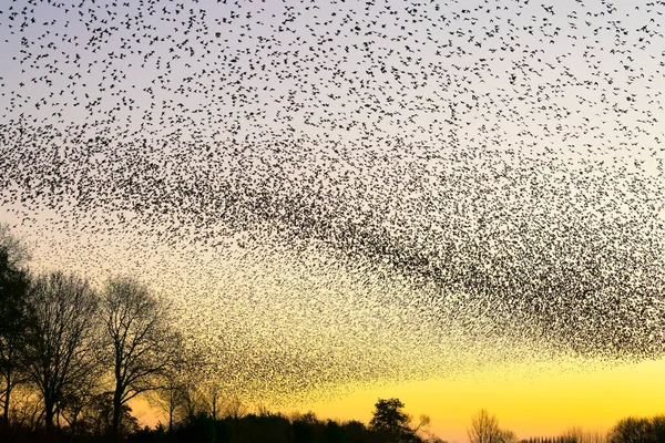 Schöne Große Schar Von Staren Den Niederlanden Fliegt Ein Schwarm — Stockfoto