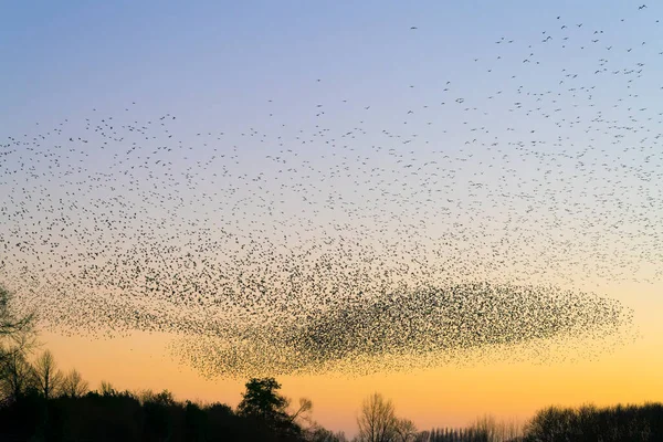 Vackra Stora Flock Starar Flock Starkfåglar Flyger Nederländerna Januari Och — Stockfoto