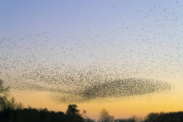 Schöne Große Schar Von Staren Den Niederlanden Fliegt Ein Schwarm — Stockfoto