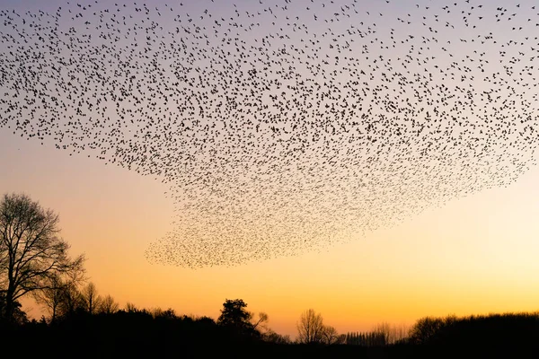 Beautiful Large Flock Starlings Flock Starlings Birds Fly Netherlands January — Stock Photo, Image