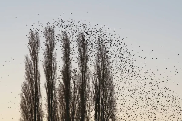 Beau Grand Troupeau Étourneaux Vol Crépuscule Dessus Campagne Troupeau Centaines — Photo