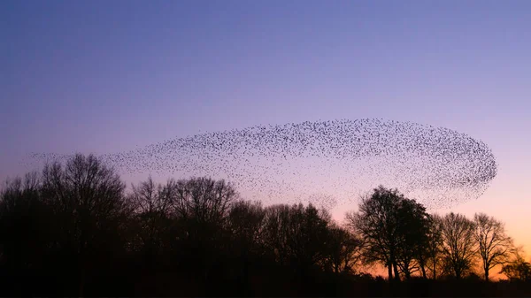 Vackra Stora Flock Starar Flock Starkfåglar Flyger Nederländerna Januari Och — Stockfoto