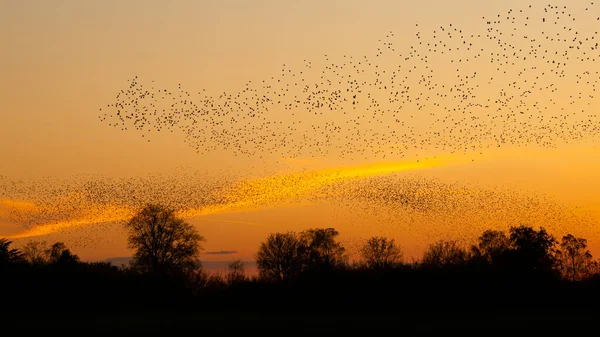 Piękne Duże Stado Szpaków Stado Szpaków Ptaki Latają Holandii Styczniu — Zdjęcie stockowe