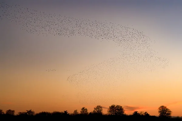 Bellissimo Grande Stormo Storni Uno Stormo Uccelli Storni Vola Nei — Foto Stock