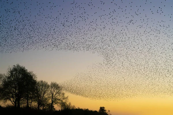 Vackra Stora Flock Starar Flock Starkfåglar Flyger Nederländerna Januari Och — Stockfoto