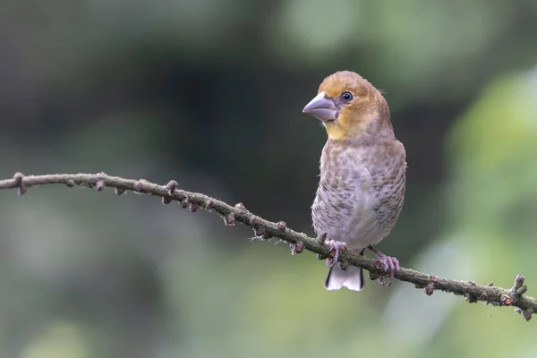 Beautiful Juvenile Hawfinch Coccothraustes Coccothraustes Branch Forest Noord Brabant Netherlands — Stock Photo, Image