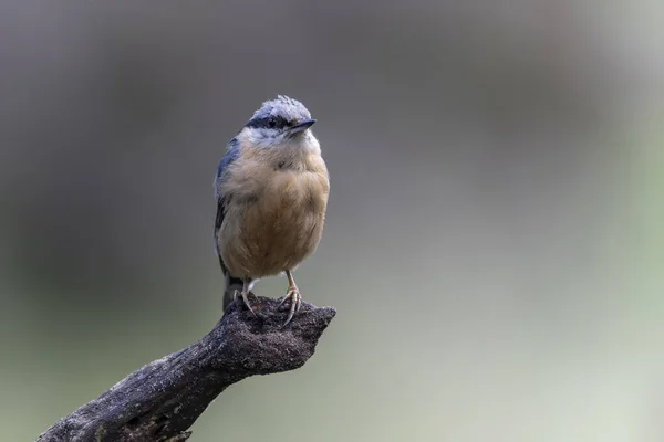 Nuthatch Euroasiático Sitta Europaea Una Rama Bosque Noord Brabant Los — Foto de Stock