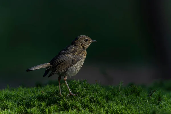 Song Thrush Turdus Philomelos Forest Netherlands — 스톡 사진