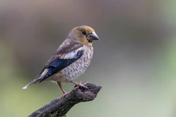 Belo Hawfinch Coccothraustes Coccothraustes Ramo Floresta Noord Brabant Nos Países — Fotografia de Stock