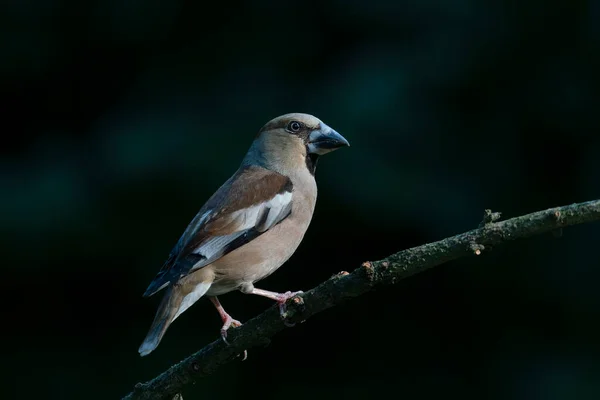 Pájaro Carpintero Manchado Grande Juvenil Dendrocopos Major Una Rama Bosque — Foto de Stock