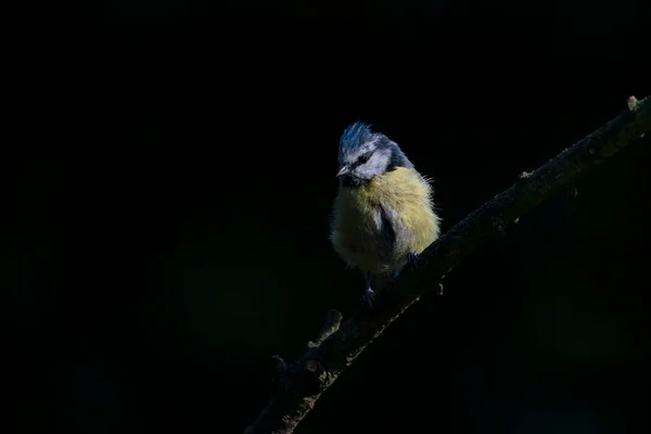Eurasian Blue Tit Cyanistes Caeruleus Branch Dark Forest Noord Brabant — Stockfoto
