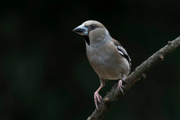 Gyönyörű Hawfinch Coccothraustes Coccothraustes Hollandiai Noord Brabant Erdő Egyik Ágán — Stock Fotó