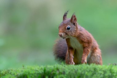 Hollanda 'daki Noord Brabant ormanında güzel Avrasya kızıl sincabı (Sciurus vulgaris).                                                                                                                 