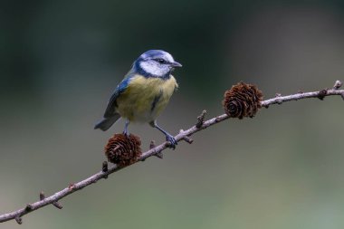     Eurasian Blue Tit (Cyanistes caeruleus) on a branch  (Larix decidua) in the forest of Noord Brabant in the Netherlands.                                 