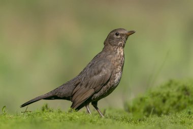  Hollanda 'daki Noord Brabant ormanında Dişi Karatavuk (Turdus merula).                                                                   