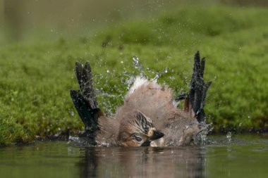     Avrasyalı Jay (Garrulus glandarius) Hollanda 'daki Noord Brabant ormanında banyo yapıyor..                                                                                          