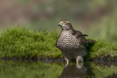       Avrasya atmacası (Accipiter nisus) Hollanda 'nın Noord Brabant ormanında banyo yapar. Yeşil arkaplan                                     