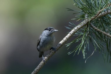 Siyah şapkalı erkek (Sylvia atricapilla) Hollanda ormanında bir dalda oturuyor..                                                   
