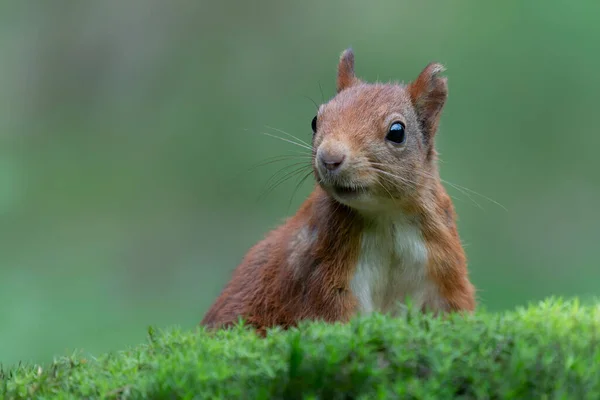 Beautiful Eurasian Red Squirrel Sciurus Vulgaris Forest Noord Brabant Netherlands — Stock Photo, Image