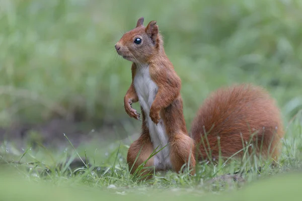 荷兰Noord Brabant森林中美丽的欧亚红松鼠 Sciurus Vulgaris — 图库照片