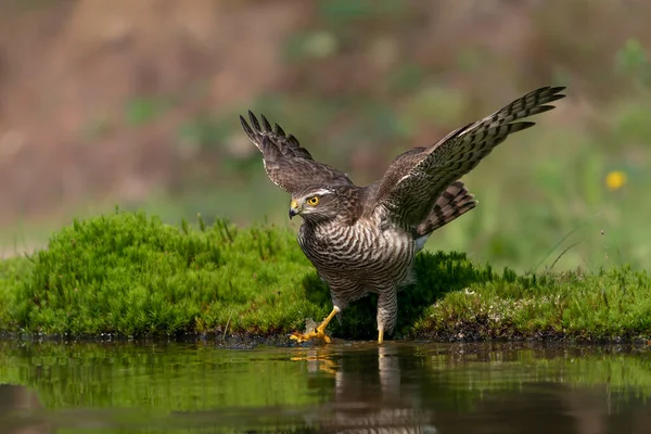 Falcão Pardal Eurasiano Accipiter Nisus Toma Banho Floresta Noord Brabant — Fotografia de Stock