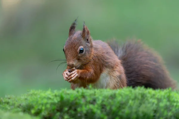 Eurasian Red Squirrel Sciurus Vulgaris Jíst Ořech Lese Noord Brabant — Stock fotografie