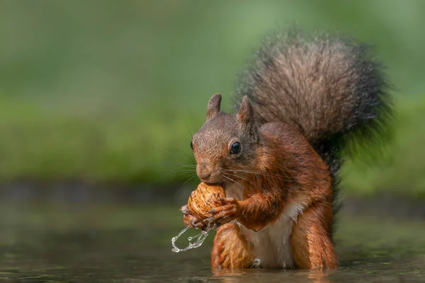 Scoiattolo Rosso Euroasiatico Sciurus Vulgaris Che Mangia Una Noce Una — Foto Stock