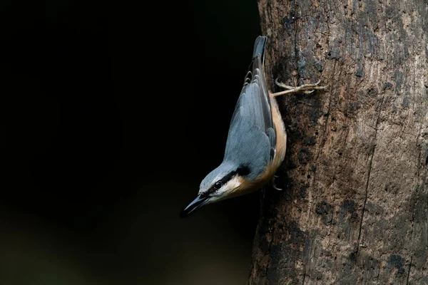 Sitta Europaea Sitta Europaea Sur Arbre Dans Forêt Brabant Noord — Photo